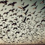 鳥の大群が伝えるスピリチュアルなメッセージについて