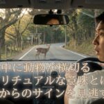 運転中に動物が横切るスピリチュアルな意味とは？神様からのサインを見逃すな！