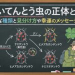 黒いてんとう虫の正体とは？代表的な種類と見分け方や幸運のメッセージを解説